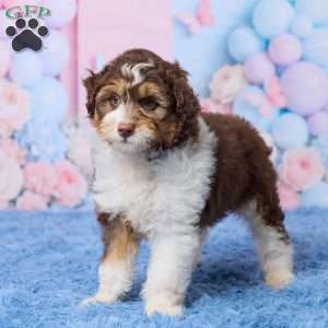 Oscar, Mini Aussiedoodle Puppy